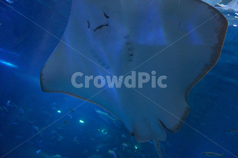 fish,mantaray,물고기,만타레이,sealife,해양생물,animal,동물,동물,animal,어류,물고기,fish