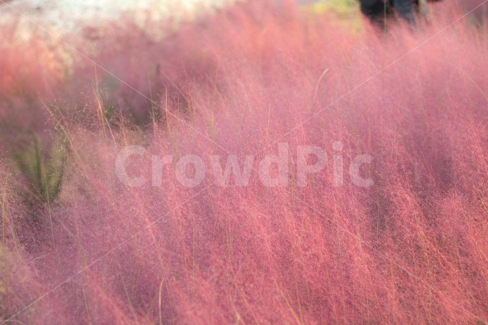 핑크뮬리,억새,풍경,오후,핑크,식물,자연,plants,nature,색깔,색상,색채,색감,color sense,color sensitivity,feeling of color