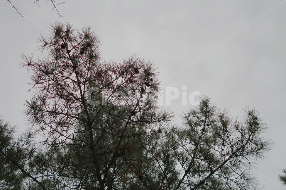 소나무,솔방울,나무,자연,tree,식물,자연,plants,nature,나무,trees,wood
