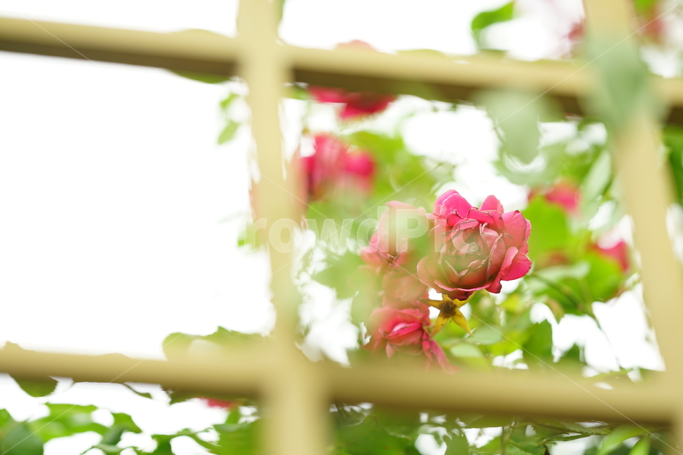 장미,로즈,꽃,레드,빨강,색감,rose,flower,자연,감성,감성사진,접사,미,아름다움,식물,플라워,꽃사진,식물,자연,plants,nature,꽃,flower