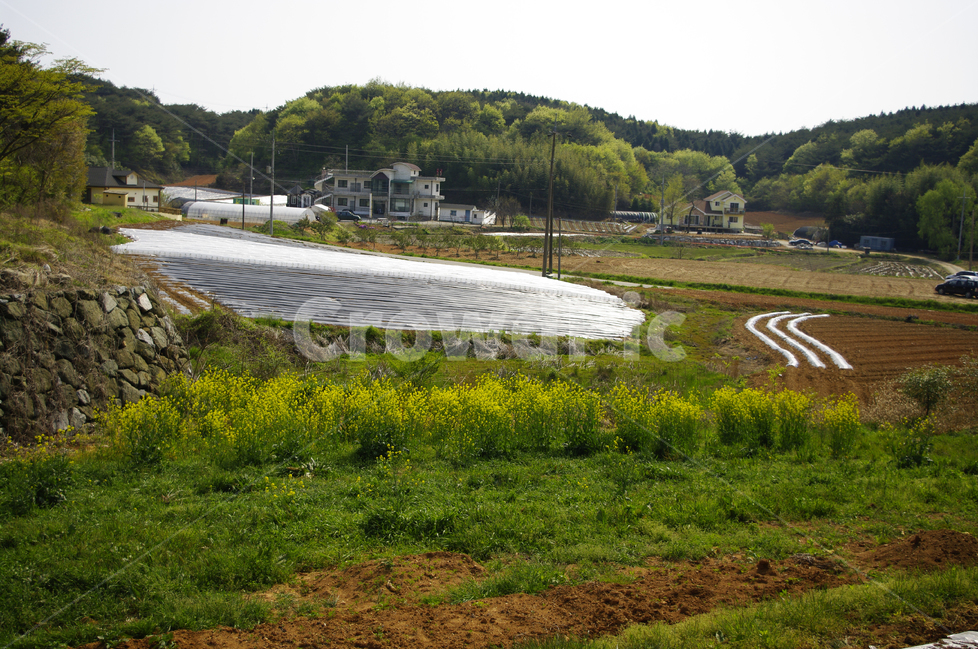 식물,plants,nature,landscape,풍경,시골,한국,풍광,시골,마을,풍경,landscape,country,rural,town,산업,industry,industrial,농업,농사,agriculture,farming,farming industry