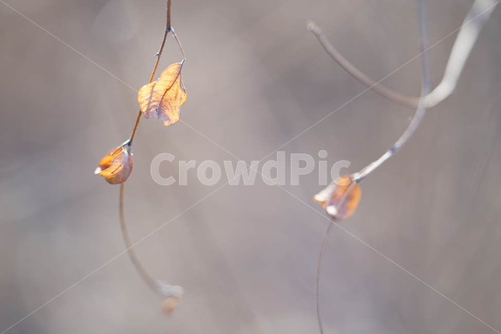 마른잎,마른가지,겨울잎,고엽,감성,아웃포커스,식물,자연,plants,nature