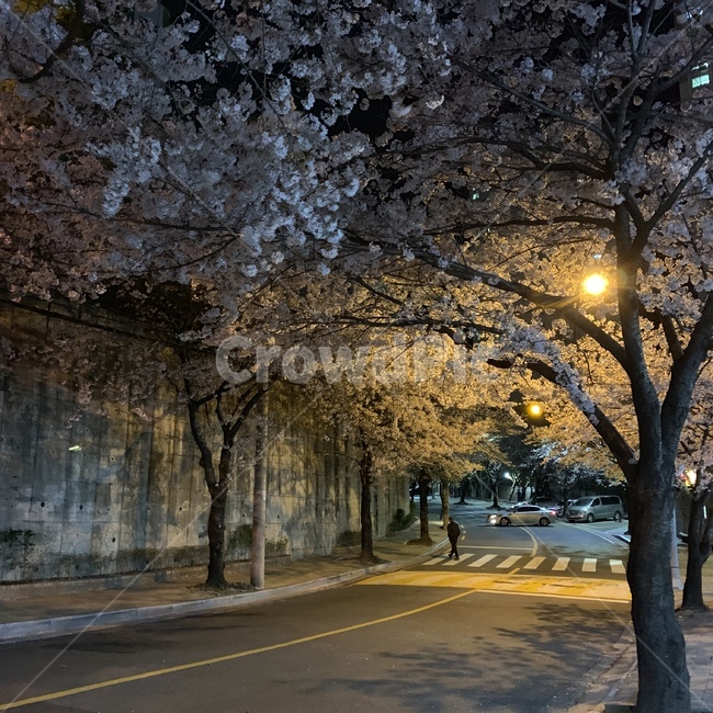 봄,저녁,밤,벚나무,벚꽃,밤산책