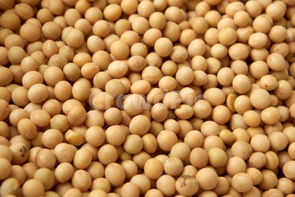 콩,대두콩,대두,농사,쌓여있는,음식,식재료,식품,여름,수확,bean,crop,두부,단백질,곡물,잡곡,곡식,음식,식재료,요리,food,cook,meal,dishes,food reserves,콩류,견과류,beans,pulse,nuts,dry fruits