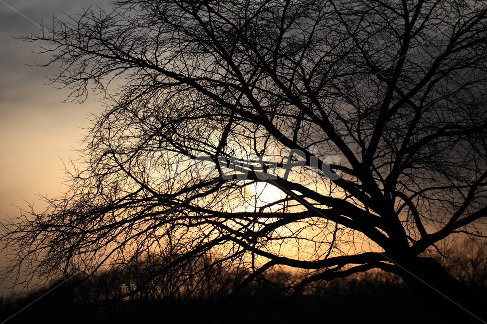 nature,자연,outdoors,옥외,silhouette,실루엣,sky,하늘,dusk,황혼,sunset,일몰,붉은하늘,redsky,석양,식물