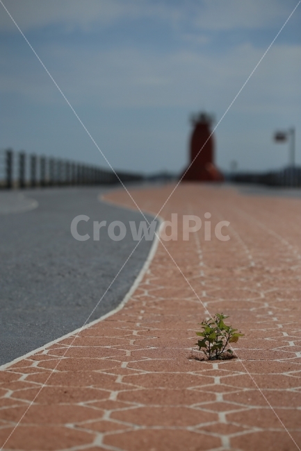 등대,풀,등대와풀,바다,여름과가을,중간,식물,자연,plants,nature,등대,lighthouse