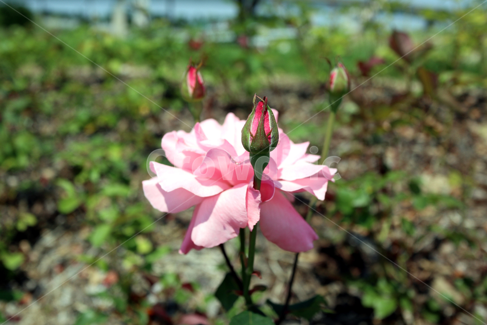 장미,꽃,식물,분홍장미,자연,rose,식물,자연,plants,nature,꽃,flower