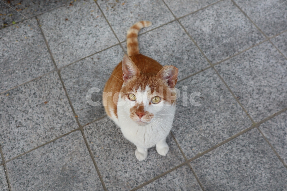 pet,cat,고양이,animal,동물,코리안숏헤어,동물,animal,포유류,mammal,고양이,cat,kitten,kitty