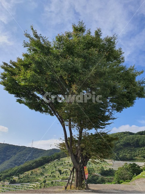 공동묘지,산소,나무,묘지,묘,무덤,풍경,잔디