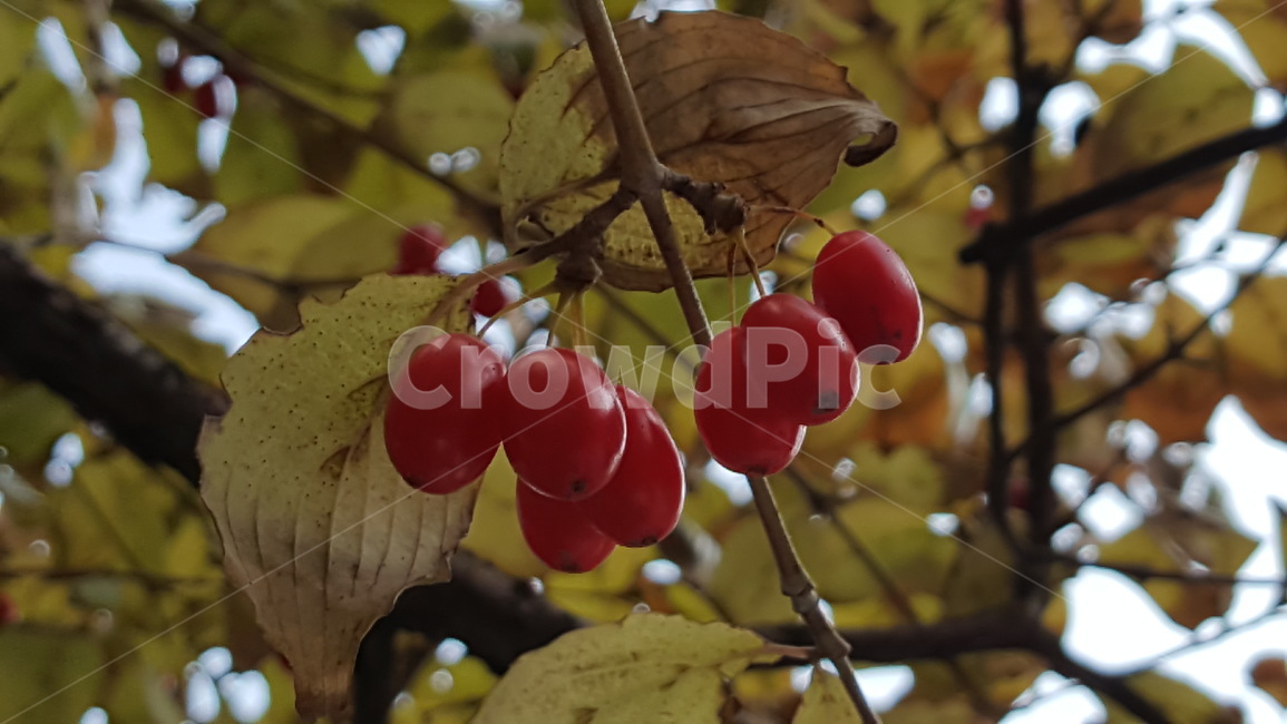 plant,식물,food,음식,fruit,과일,과일나무