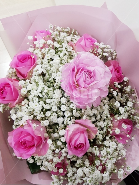 분홍장미,안개꽃,roses,babysbreath,꽃다발,식물,장미다발,장미꽃다발,축하,선물,꽃,예쁜,congratulation,celebration,flower,plants,white,기념일,bouquet,anniversary,pink,beautiful,꽃,flower,기념일,축하,anniversary,congratulation,celebrate,celebration
