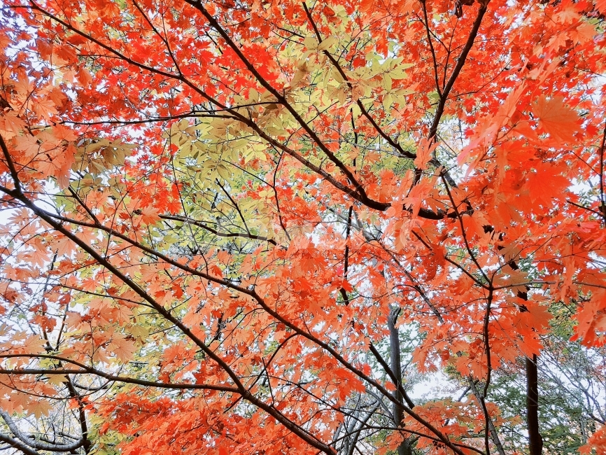 가을,단풍,나무,maple,단풍나무,빨간색,붉은색,가을,계절,fall,autumn,season,식물,자연,plants,nature,나무,trees,wood,plant,leaf,잎,tree