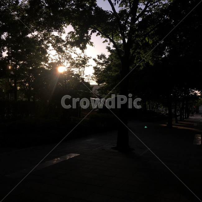 flare,플레어,light,빛,나무,여름