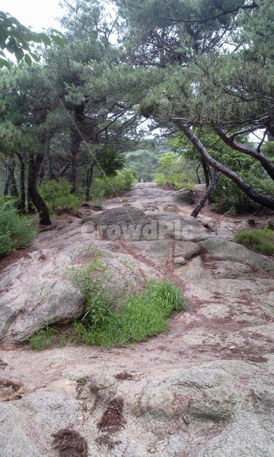 산,등산,인왕산,바위,소나무,숲,forest,서울,seoul