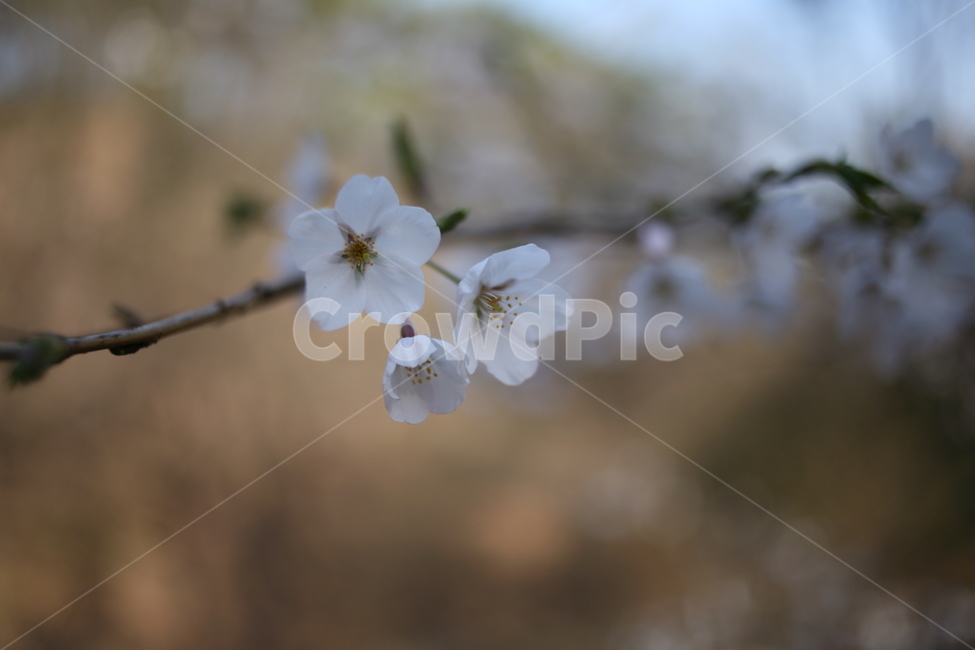 꽃,벚꽃,flower,cherryblossom,blossom