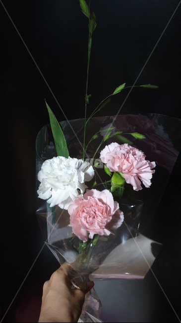 카네이션,꽃,flower,식물,plant,꽃,flower