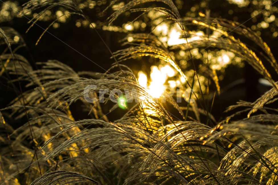 노을,해질녘,일몰,햇빛,태양,갈대,억새,가을,플레어,빛,식물,공원,flare,light,grass,plant,sun,sunlight,flamegrass,sunset,park,reed,식물,자연,plants,nature