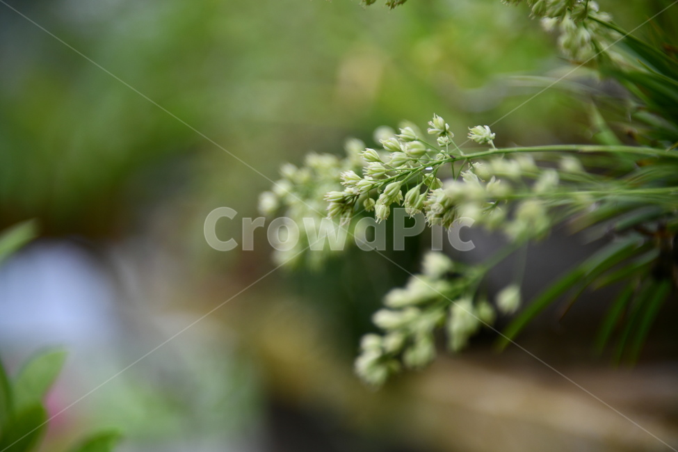 꽃,자연,식물,야생화,nature,flower,감성,feeling,배경,백그라운드,식물,자연,plants,nature