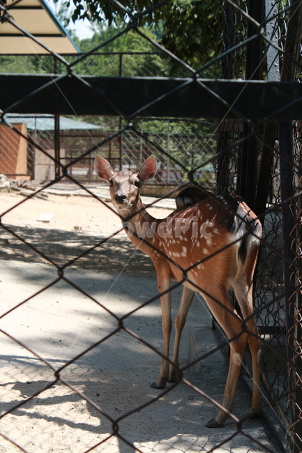 동물원,사슴,꽃사슴,아이컨택,교감,동물교감,communion,deer,formosandeer,동물,animal,포유류,mammal