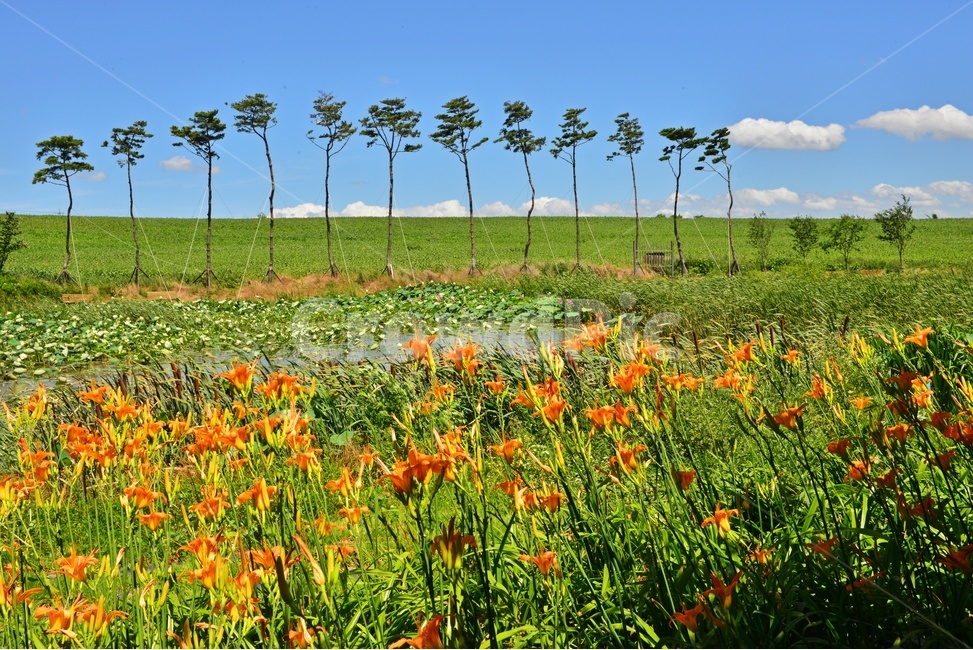 nature,자연,outdoors,옥외,허눌,구름,파란하늘,plant,식물,leaf,잎,grassland,목초지,field,들,고창,학원농장,소나무,원추리꽃,여름,계절,summer,season