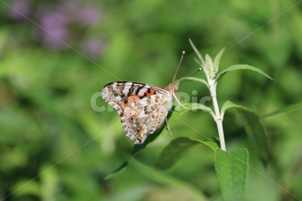 나비,자연,곤충,insect,식물,butterfly,풀,꽃,동물