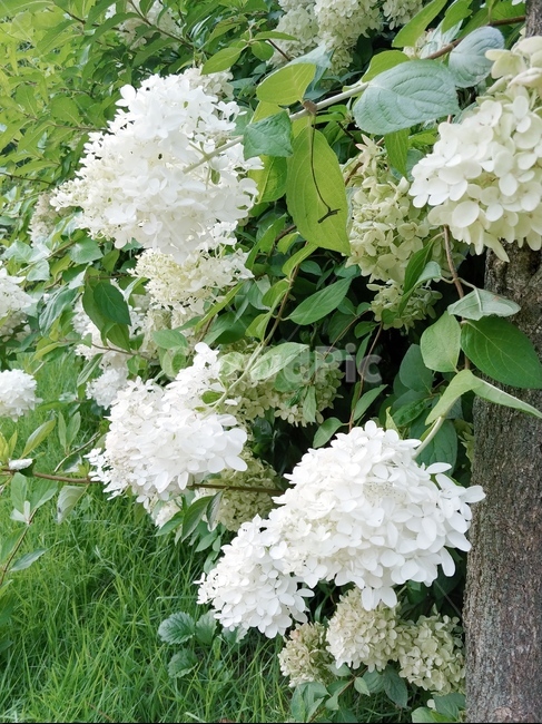 식물,꽃,flower,수국,자연