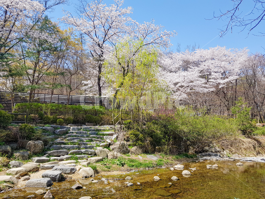 벚꽃,계곡,자연,봄,산책,소풍,관악산,피크닉,벚나무,벚꽃나무,산책로,등산,등산로,하늘,평화,힐링,cherryblossom,돌,징검다리,돌계단,계단,버드나무,산