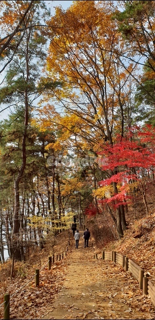 가을,호수,숲,나무,자연