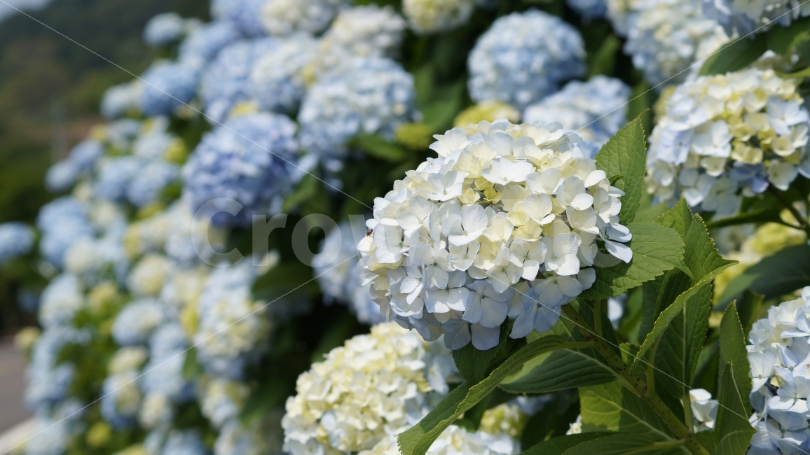 거제도,바람의언덕,해금강,수국,거제수국,식물,자연,plants,nature,꽃,flower