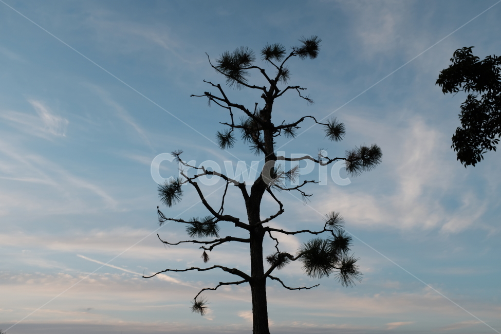 tree,나무,plant,식물,treetrunk,나무줄기,하늘,sky,구름,노을,해질녘,나무한그루,한그루,식물,자연,plants,nature,나무,trees,wood