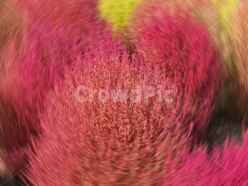 무늬,pattern,빗자루나무,싸리,뎁싸리,나무,붉은나무,식물,식물,자연,plants,nature