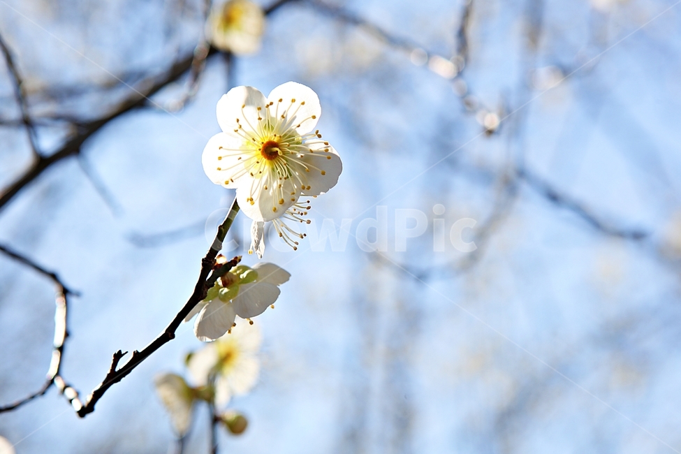 매화꽃,매화,꽃,꽃잎,봄꽃,봄,식물,자연,공원,식물,자연,plants,nature,꽃,flower