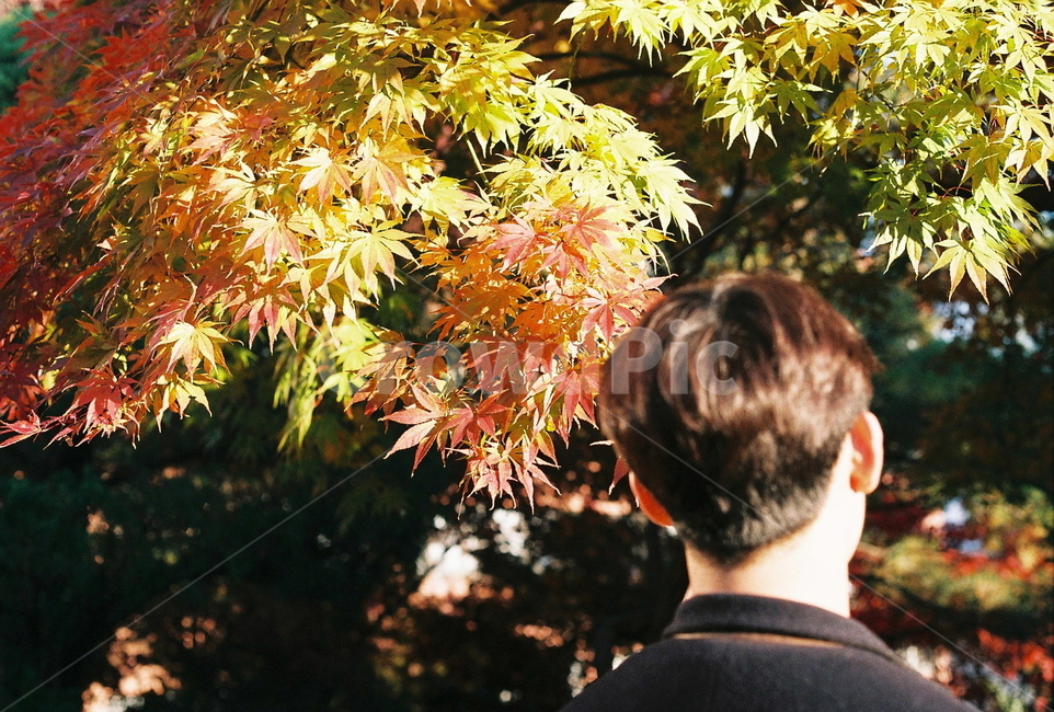 가을,단풍,인물,나무,자연,autumn,낙엽,필름카메라,tree,maple,필름사진,가을,계절,fall,autumn,season,사람,인물,인간,human,person,남성,남자,man,male,leaf,잎,plant,식물