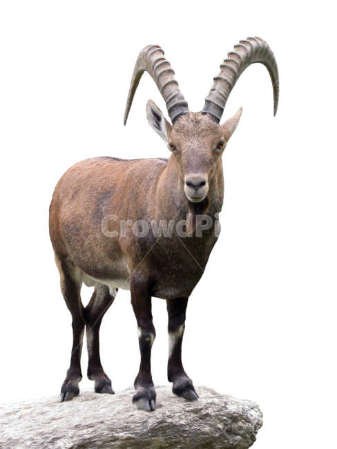 동물,야생동물,산양,뿔,수컷,포유류,바위,투명배경,누끼,누끼,remove background