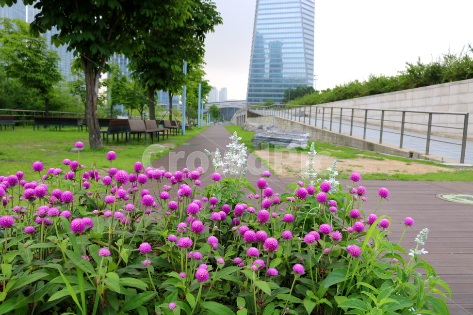 꽃,천일홍,천일홍꽃,식물,공원,도시,풍경,city,landscape,plant,flower,blossom,geranium,제라늄