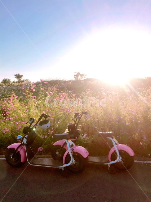 풍경,코스모스,오토바이,강정보,해,가을,계절,fall,autumn,season,여행,휴가,traveling,vacation,trip,vespa,베스파,motor scooter,모터 스쿠터,transportation,교통,motorcycle,vehicle,차량,flare,플레어,light,빛