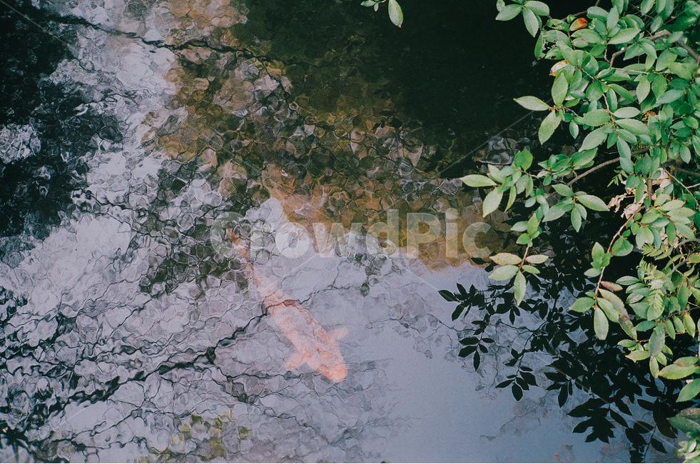 공원,산책,금붕어,호수,정원,동물,animal,어류,물고기,fish,감성,sensible,feeling