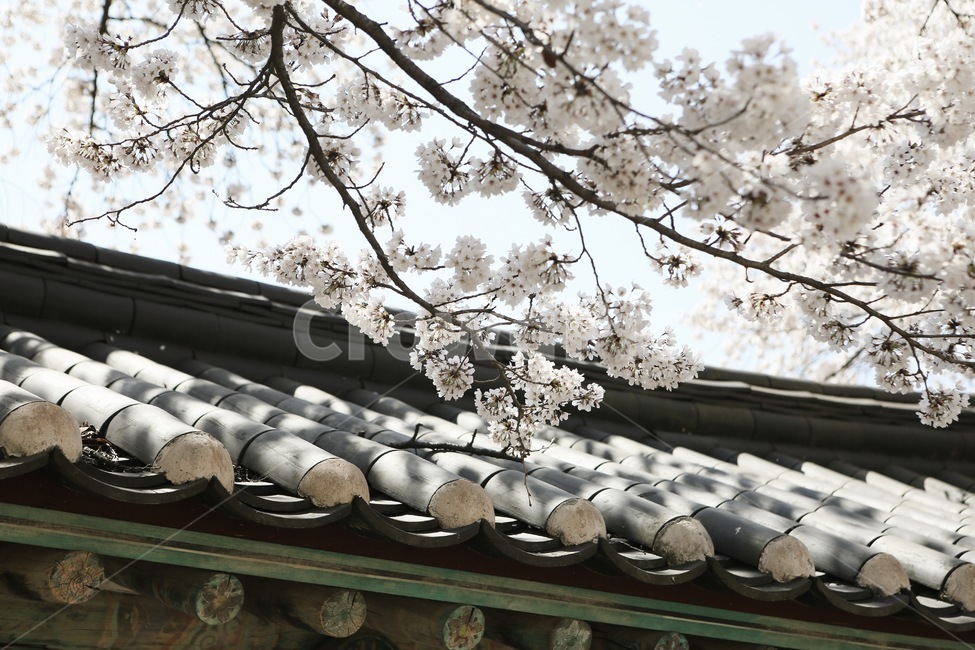 경주,벚꽃,기와,자연,봄,벚꽃나무,벚꽃놀이,대릉원,감성사진,봄,계절,spring,season,한국전통,한국문화,korean traditional,korean culture,건축물,건물외관,exterior,building,structure,architecture,construction,plant,식물