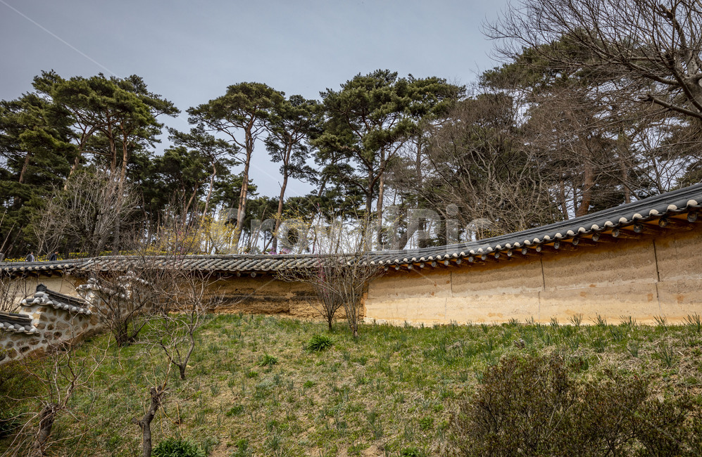 서산유기방가옥,소나무,전통가옥,한옥,고옥,문화재,관광지,기와담장,전통담장,한국전통,한국문화,korean traditional,korean culture