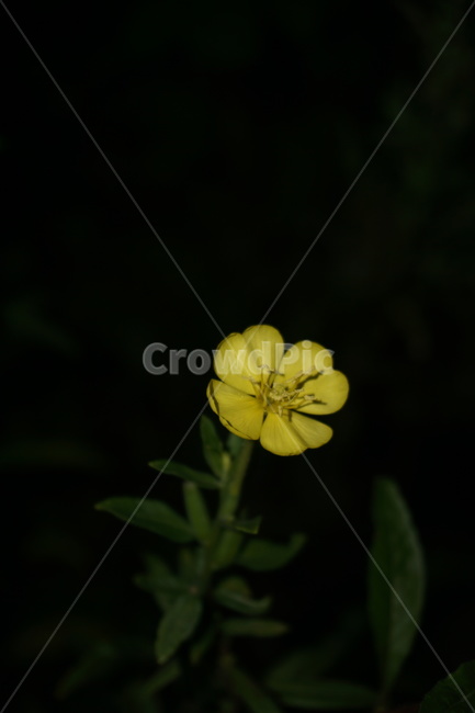 달맞이꽃,해방초,꽃,식물,여름꽃,자연,flower,nature,placts,노란색,화단,우아한,아름다운,가든