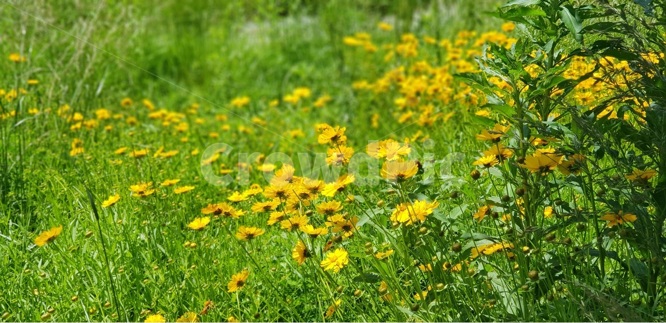 금계국,꽃,노랑,봄,맑음,자연,풍경,5월,봄,계절,spring,season,식물,자연,plants,nature,꽃,flower,outdoors,옥외,grassland,목초지,field,들,farm,농장,rural,농촌,meadow