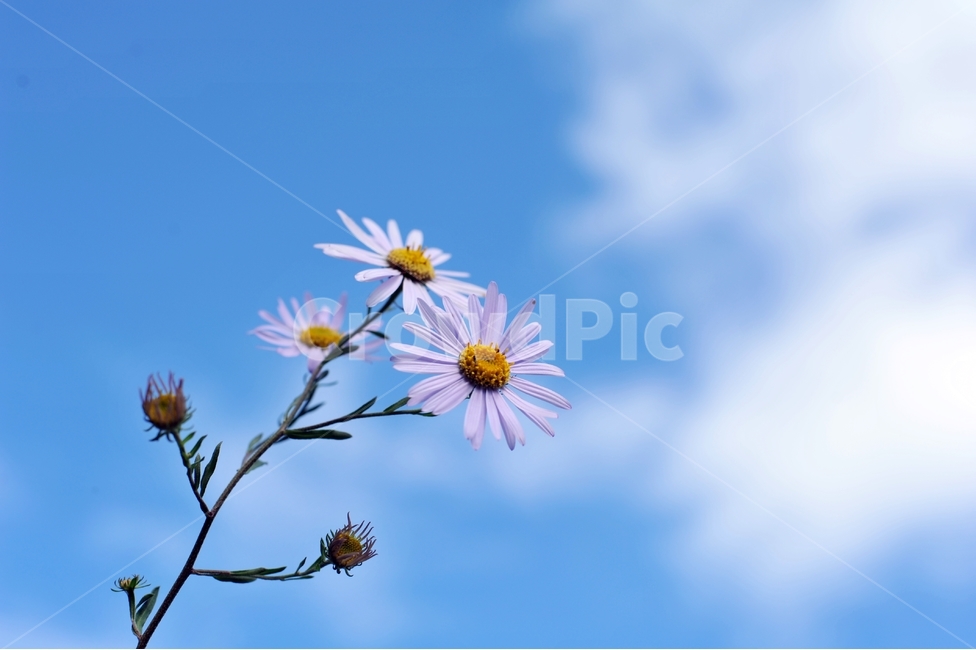 가을꽃,들꽃,야생화,꽃봉오리,꽃,플라워,식물,flower,flowers,plants,plant,자연,풍경,nature,landscape,가을,계절,season,fall,autumn,쑥부쟁이,10월,가을하늘,파란하늘,october,flowerbed,flowergarden,식물,자연,plants,nature,꽃,flower