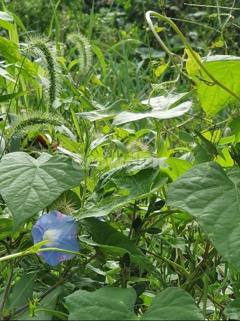 여치,강아지풀,나팔꽃,풀,꽃한송이,식물,자연,plants,nature