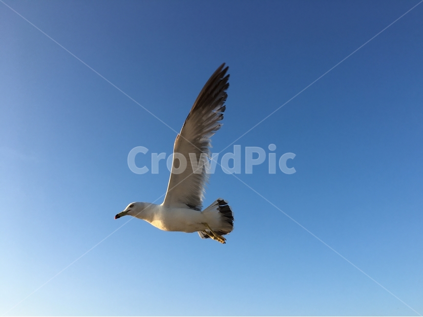 갈매기,비행,날개,바다,하늘,새,조류,동물,여름,비상,창공,청공,bird,gull,seagull,동물,animal,조류,새,birds