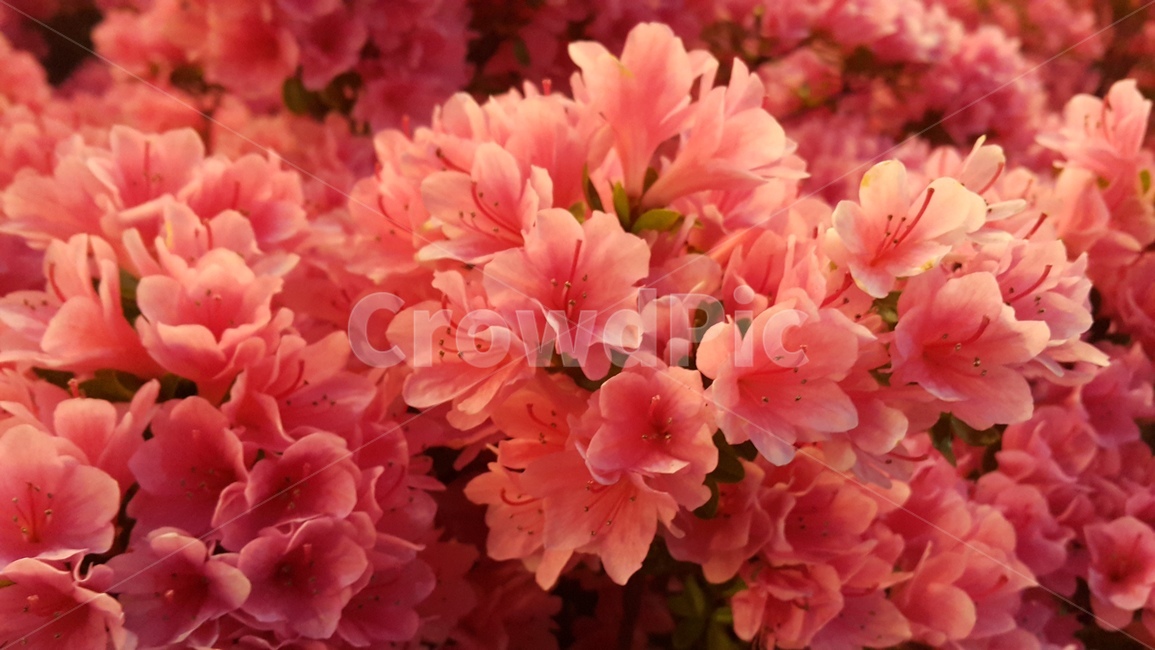 핑크,꽃,분홍색꽃,배경,flower,들꽃,봄,계절,spring,season,식물,자연,plants,nature,꽃,flower,geranium,제라늄,plant,blossom