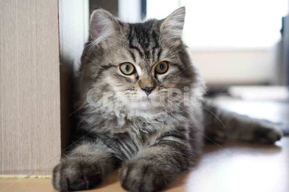 고양이,귀여운고양이,어린고양이,페르시안고양이,냥이,야옹이,반려묘,cat,cutecat,동물,animal,포유류,mammal,고양이,cat,kitten,kitty