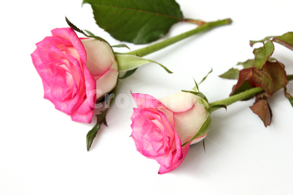꽃,장미,장미꽃,핑크,생화,rose,flower,pink,신선한,green,leaf,leaves,녹색,그린,잎,나뭇잎,장미잎,탑앵글,식물,사랑,로맨스,love,romantic,두송이,누끼,remove background