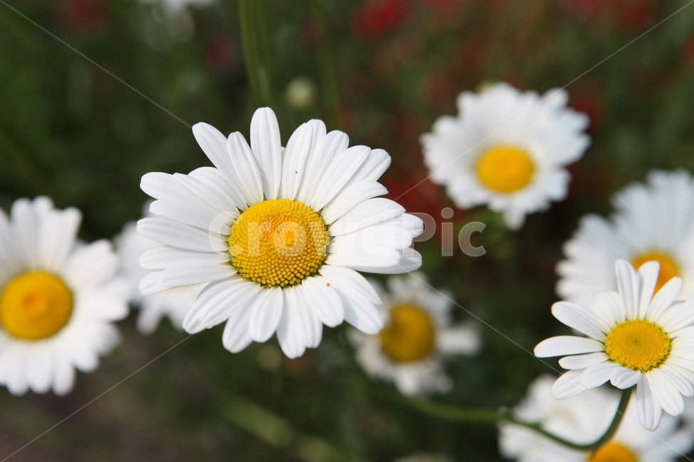 식물,꽃,수목원,여름,flower,식물,자연,plants,nature,꽃,flower
