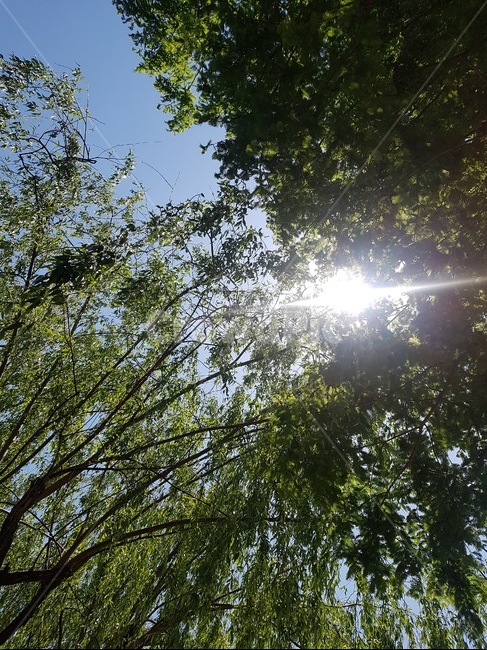 하늘,나무,빛,숲,숲속