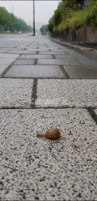 달팽이,비오는날,아련함,snail,rainy